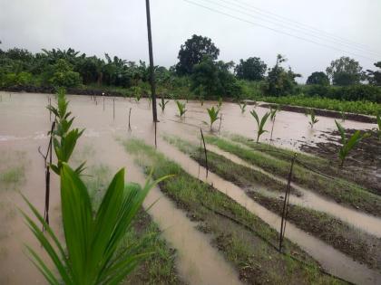 Marathwada hit hard by heavy rains, crops on 12 lakh hectares damaged | मराठवाड्याला अतिवृष्टीचा मोठा फटका, बारा लाख हेक्टरवरील पिकांचे नुकसान