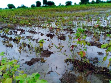 Baliraja in natural calamity: cotton leaves drop, Mug sprouts; Water soaked in the crop | बळीराजा नैसर्गिक संकटात : कापसाची पानगळ, मुगाला कोंब; पिकात साचले पाणी