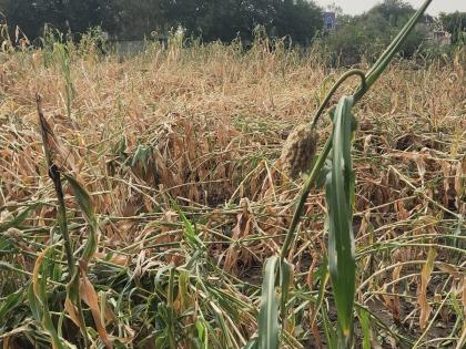 Harm of climate change, rabi crops soiled by hailstorm in Renapur | वातावरण बदलाचा फटका, रेणापुरात गारपीटने रबी पिके मातीमोल