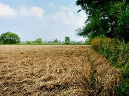 rain will crackdown in the state for two days damage to soybean cotton tur crop | पाऊस रडवूनच परतणार; राज्यात दोन दिवसांपासून तडाखा; सोयाबीन, कापूस, तूर पिकांचे नुकसान