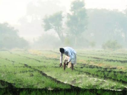 'Untimely' crisis on crops due to fog; A 20 percent reduction in production is likely | धुक्यांमुळे पिकांवर ‘अवकाळी’ संकट; २० टक्के उत्पादन घटण्याची शक्यता