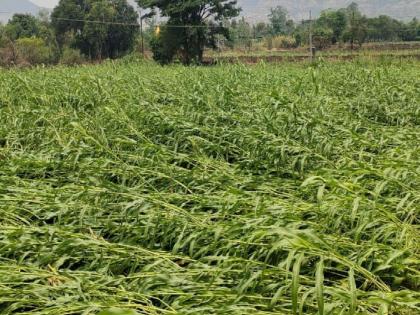 23331 hectares affected by the cyclone, major loss to these crops | २३ हजार ३३१ हेक्टरला वळवाचा बसला फटका, या पिकांचं मोठं नुकसान? 23331 hectares affected by the cyclone, major loss to these crops | २३ हजार ३३१ हेक्टरला वळवाचा बसला फटका, या पिकांचं मोठं नुकसान?
