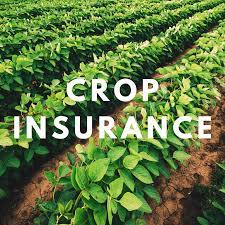 Crop insurance for farmers or to fill the pockets of companies? | पीकविमा शेतकऱ्यांसाठी की, कंपन्यांचे खिसे भरण्यासाठी?