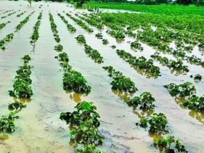 Crops damaged due to heavy rains in Sangrampur taluka | संग्रामपूर तालुक्यात अतिवृष्टीमुळे पिकांचे नूकसान