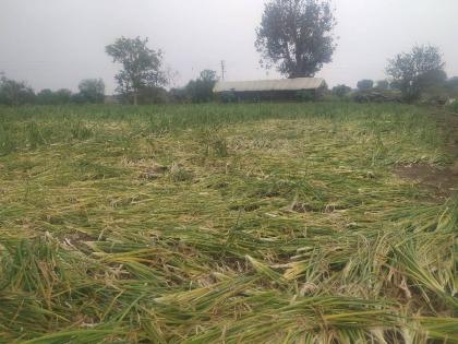 Crops on 6 thousand 274 hectares are wasted due to unseasonal rains | ६ हजार २७४ हेक्टरवरील पिके मातीमोल, अवकाळीचा तडाखा