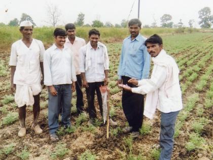 CropSap project in Washim taluka farmers fields | वाशिम तालुक्यात क्रॉपसॅप प्रकल्पातर्गं हरभरा पिकाची पाहणी 