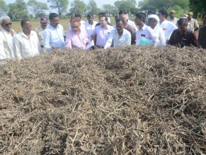 Central team monitors crop loss in Washim district | केंद्रीय पथकाकडून वाशिम जिल्ह्यातील पीक नुकसानाची पाहणी