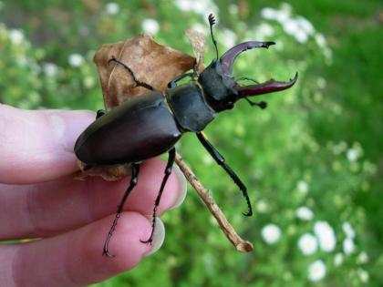 beetle stag can make your crorepati | कचऱ्यात, भींतीवर कुठेही दिसला 'हा' किडा तर लगेच पकडून ठेवा, बनवेल तुम्हाला करोडपती