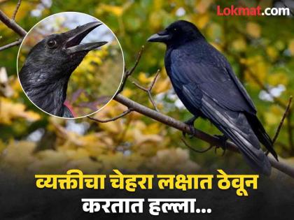 Crows hold grudge against humans weird claim by scientist | आश्चर्य! कावळेही घेतात सूड, जर मनुष्यांनी त्रास दिला तर अनेक वर्ष चेहरा ठेवतात लक्षात!