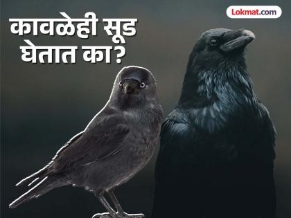 Do crows take revenge? read weird claim by scientist | कावळेही सूड घेतात? मनुष्यांनी त्रास दिला तर अनेक वर्ष लक्षात ठेवतात चेहरा...पाहा काय आहे सत्य... Do crows take revenge? read weird claim by scientist | कावळेही सूड घेतात? मनुष्यांनी त्रास दिला तर अनेक वर्ष लक्षात ठेवतात चेहरा...पाहा काय आहे सत्य...
