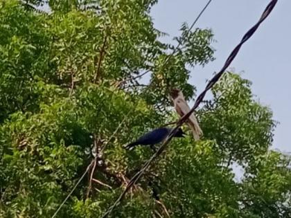 A white crow was found in Bori Adgaon in Khamgaon taluka | खामगाव तालुक्यातील बोरी अडगावमध्ये आढळला पांढरा कावळा 