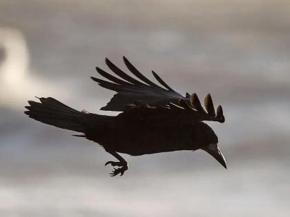 MP man is target of angry crows for last three years | कावळ्यांना घ्यायचाय बदला; 'तो' घराबाहेर पडताच करतात आक्रमण!