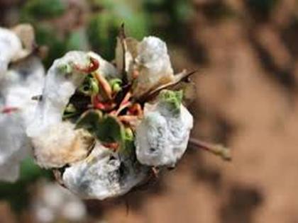 Damage to cotton; Compensation of Rs 32 crore | कपाशीचे नुकसान;  भरपाईपोटी ३२ कोटींचा मोबदला