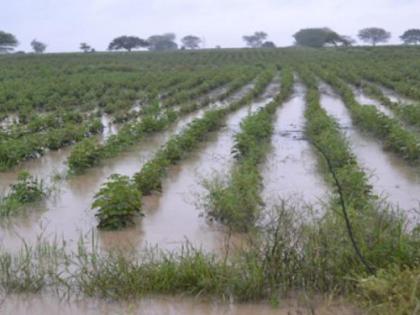 Rains hit crops: Insurance company starts the process of registering losses | पावसाचा पिकांना फटका: विमा कंपनीकडे नुकसान नोंदविण्याची प्रक्रिया सुरू