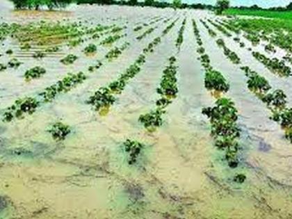 1.96 lakh farmers in the Akola district lost 1.31 lakh hectares of crops and land! | अकोला जिल्ह्यात १.९६ लाख शेतकऱ्यांचे १.३१ लाख हेक्टरवरील पीक, जमिनीचे नुकसान!