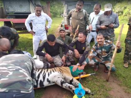 The attacking cannibal 'T-103 tiger' was finally arrested, the villagers lost their lives chandrapur brahmapuri | हल्लेखोर नरभक्षक 'T-103 वाघ' अखेर जेरबंद, गावकऱ्यांचा जीव भांड्यात पडला