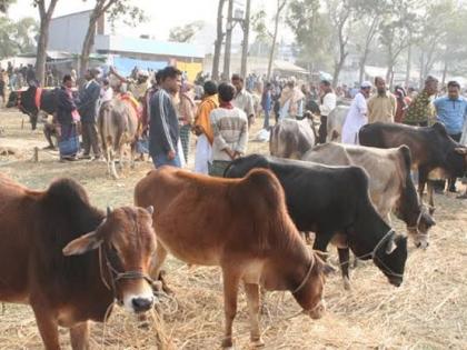 Such a solution on lockdown! The animal market is now on social media | लॉकडाऊनवर असाही तोडगा! जनावरांचा बाजार आता सोशल मीडियावर