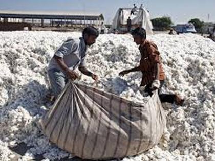 Cotton get 5 thousand rate in Washim Market | कापूस उत्पादन खर्च २९०००,  बाजारात भाव ५०००  रुपये 