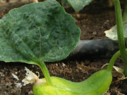 Nature's miracle...a leaf on cucumber | निसर्गाची कमाल, काकडीलाच फुटले पान