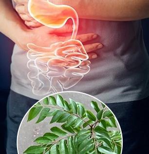 पोट साफ न होणे, गॅस या समस्या झटक्यात दूर करतो कढीपत्ता, जाणून घ्या सेवनाची पद्धत!