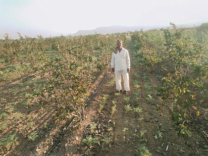 custard apple farming boosted on unused land by organic manure | जैविक खताद्वारे माळरानावर सीताफळ बाग फुलवत मिळवले भरघोस उत्पादन