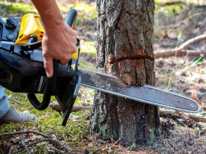 Do you want to cut a tree, have you taken permission from the municipality? Notification issued by Municipal Parks Department | झाड तोडायचंय, पालिकेची परवानगी घेतली का? महापालिका उद्यान विभागाच्या सूचना जारी