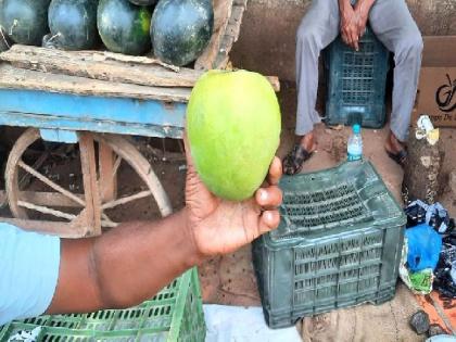 The 'Collector Mango' of Sironcha is attracting Nagpur-Pune people | सिराेंचातील ‘कलेक्टर’ नागपूर-पुण्यात झाडताेय ‘राैब’