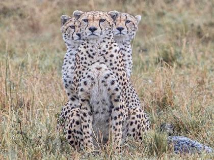 Wildlife Photographer captures three-headed cheetah on camera | परफेक्ट टायमिंग! फोटोग्राफरने कॅमेऱ्यात टिपला तीन डोक्यांचा चित्ता, फोटोसाठी 7 तास पावसात भिजला...