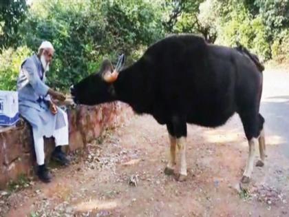 It was expensive to feed the cow! | गव्याला पाव खाऊ घालणे पडले चांगलेच महागात!