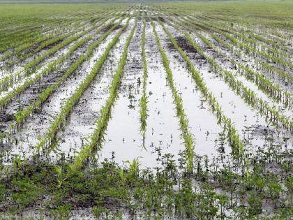 Immediately complete panchnamas of damaged crops, orders of Nagpur District Magistrates | नुकसानग्रस्त शेतीपिकाचे पंचनामे तातडीने पूर्ण करा, जिल्हाधिकाऱ्यांचे आदेश