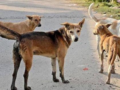 Editorial articles on dogs | माणूस विरुद्ध कुत्री : या विचित्र लढाईत कोण जिंकणार?