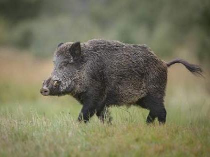 Wild boars entered the village, injured three girls | भरवस्तीत रानडुकरांचा शिरकाव, तीन बालिकांना केले जखमी