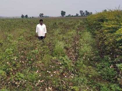 Workers in the area, including the force, break down | बळसाणेसह परिसरात मजुरांचा भासतोय तुटवडा Workers in the area, including the force, break down | बळसाणेसह परिसरात मजुरांचा भासतोय तुटवडा
