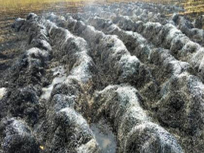 Thousands of rupees loss due to fire in wheat | गव्हाला आग लागल्याने हजारो रूपयांचे नुकसान