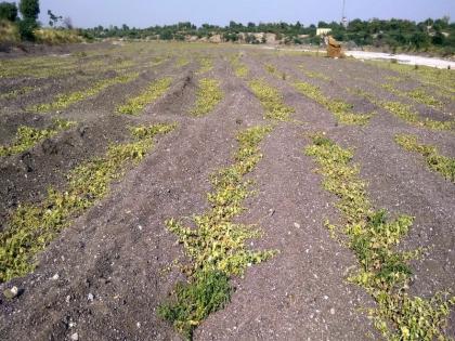 Dangarwada in the river basin of evil destroyed! | बुराई नदीपात्रातील डांगरवाड्या उध्द्वस्त!