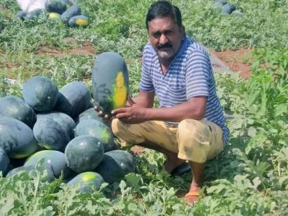 Production of 75 tons of watermelon in 70 days on the strength of perseverance | जिद्दीच्या बळावर ७० दिवसात ७५ टन टरबुजचे उत्पादन