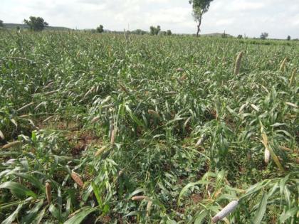 Due to the rains and heavy storms in Malpur, the bajra crop is disrupted | मालपूरला पाऊस व जोरदार वादळी वाºयामुळे बाजरी पीक आडवे