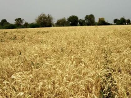 Loss of wheat crop in textile camps, farmers in crisis | कापडणे शिवारात गव्हाचे पीक तोट्यात, शेतकरी संकटात Loss of wheat crop in textile camps, farmers in crisis | कापडणे शिवारात गव्हाचे पीक तोट्यात, शेतकरी संकटात