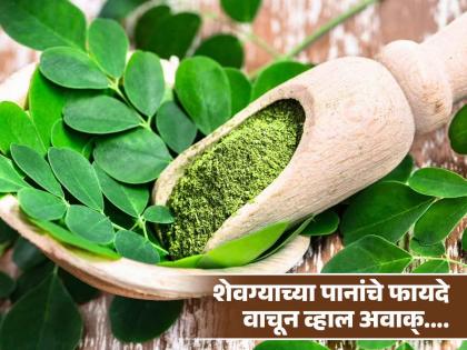 Amazing health benefits of drum stick or moringa leaves | आयुर्वेदात शेवग्याला मानलं जातं सुपरफूड, फक्त शेंगाच नाही तर पानांपासूनही मिळतात फायदे!