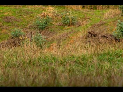 Optical illusion : Find the leopard hiding in the grass | या फोटोतील गवतामध्ये लपला आहे एक बिबट्या, तीक्ष्ण डोळे असतील तरच शोधू शकाल!