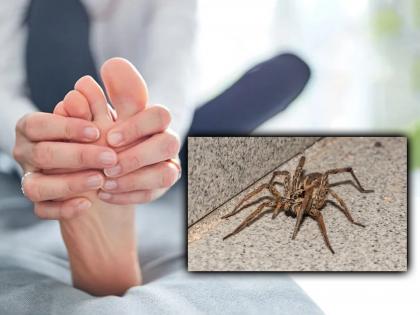 Deadly spider bites man lays eggs inside his toe then what happened next you will shocked | जीवघेण्या कोळीने व्यक्तीच्या पायाच्या अंगठ्यातच दिली अंडी, पुढे जे झालं ते वाचून बसेल धक्का!