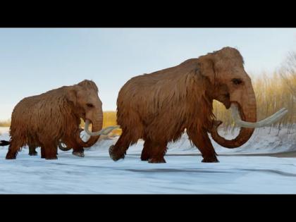 Scientists are experimenting to bring alive wooly mammoths deceased before years | कोट्यावधी वर्षांआधी गायब झाले होते हे जीव, वैज्ञानिक पुन्हा करत आहे त्यांना जिवंत!