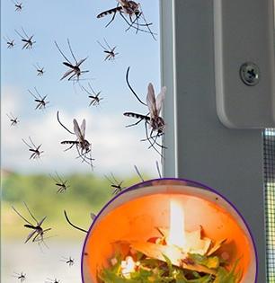 उकाड्याने आधीच झोप नाही, त्यात रात्रभर डास फोडून खातात? १ सोपा उपाय, डास होतील गायब