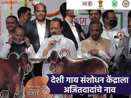 Approval to name the Desi Cow Research and Training Center in Pune after Ajitdada | Pune : पुण्यातील देशी गाय संशोधन व प्रशिक्षण केंद्राला अजितदादांचे नाव देण्यास मान्यता Approval to name the Desi Cow Research and Training Center in Pune after Ajitdada | Pune : पुण्यातील देशी गाय संशोधन व प्रशिक्षण केंद्राला अजितदादांचे नाव देण्यास मान्यता