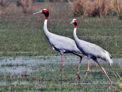 Stork bird extinct from Chandrapur district?; not seen for four years, Information of the Forest Department in the HC | सारस पक्षी चंद्रपूर जिल्ह्यातून नामशेष?, चार वर्षांपासून दर्शनच नाही