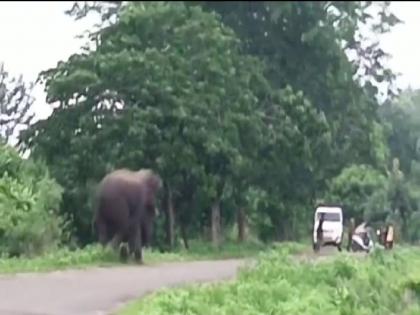 Free movement of wild elephants on roads in armori; Vehicles stopped in fear | आरमोरीमध्ये रस्त्यावर रानटी हत्तीचा मुक्त संचार; भीतीने वाहने थांबली