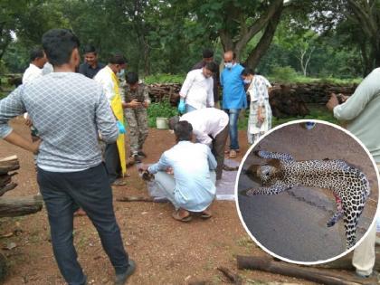 A seven-year-old female leopard died on the spot after being hit by a heavy vehicle | अवजड वाहनाच्या धडकेत सात वर्षीय मादा बिबट जागीच ठार