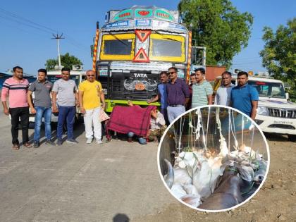 Attempting to drive a truck into a police vehicle; A cattle truck was chased and caught | पोलिसांच्या वाहनावर ट्रक नेण्याचा प्रयत्न; पाठलाग करून पकडला गोवंशाचा ट्रक