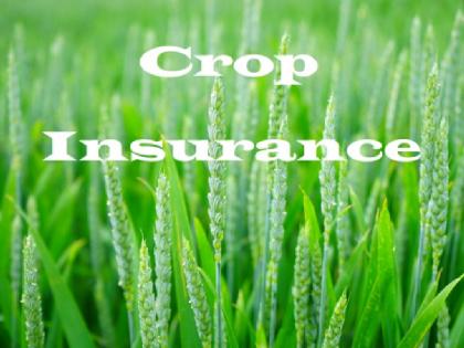 80 percent of farmers took out crop insurance; 1200 crore protection of Rs | ८० टक्के शेतकऱ्यांनी काढला पीक विमा; १२०० कोटी रुपयांचे संरक्षण