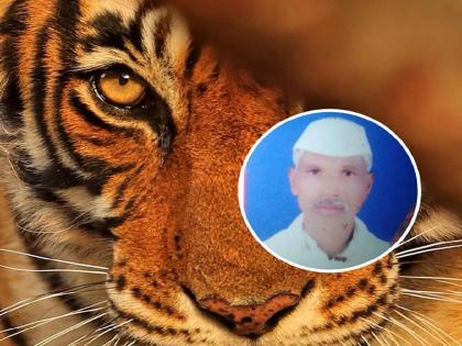 Tiger took his fourth victim in a week | एकाच आठवड्यात वाघाने घेतला चौथा बळी